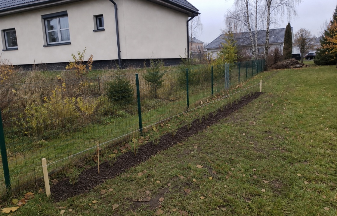 Värskelt istutatud noor hekirida piirdeaia ääres: väikesed hekitaimed ühtlase vahega ja multširiba