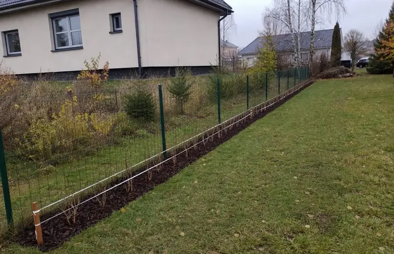 Värskelt istutatud noor hekirida piirdeaia ääres: väikesed hekitaimed ühtlase vahega ja multširiba